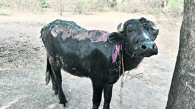 అగ్నిప్రమాదంలో రైతు మృతి 1