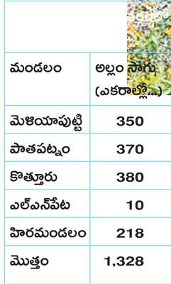 అల్లం సాగుపై ఆసక్తి..! 2