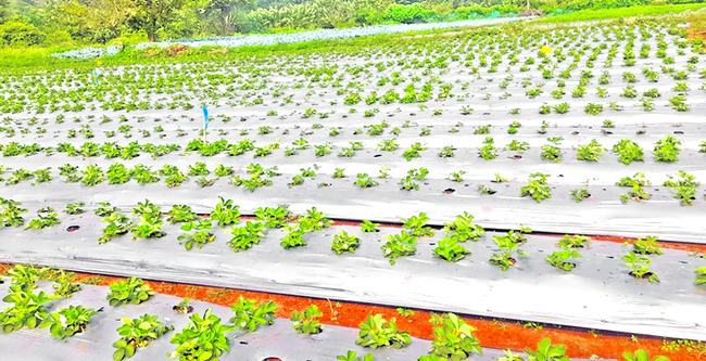 స్ట్రాబెర్రీ1