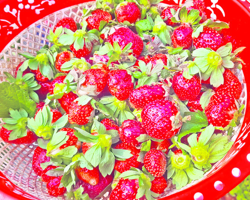 స్ట్రాబెర్రీ4