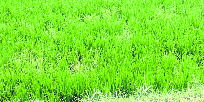 జింకు లోపం.. రైతులకు శాపం 1