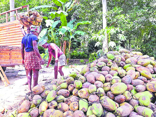 దక్కని ఆధరవు1