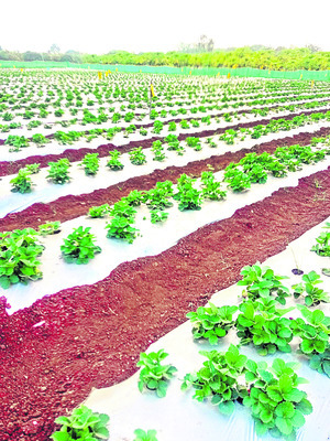 స్ట్రాబెర్రీ సాగు.. లాభాలు బాగు 1