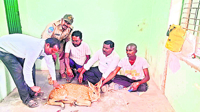 గాయపడిన దుప్పి అధికారులకు అప్పగింత
2