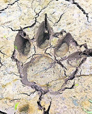 వామ్మో పెద్దపులి!3