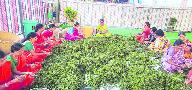 నేటి నుంచి కోటి తులసి పూజ1