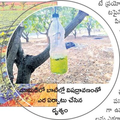 ఎరలతో పురుగులకు చెక్‌ 1