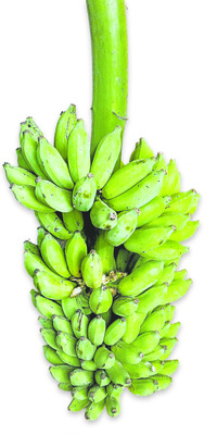 దక్కని ఆధరవు4