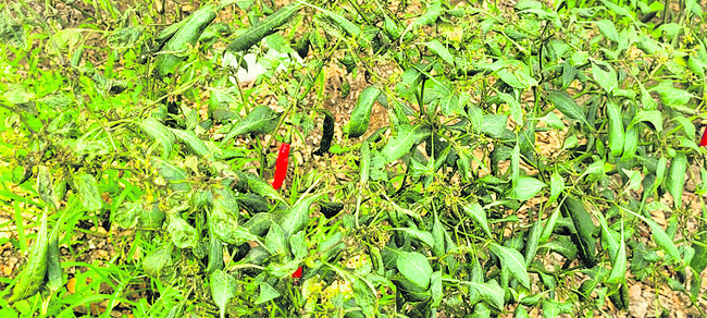 మిర్చికి తెగులు.. రైతుకు దిగులు 3