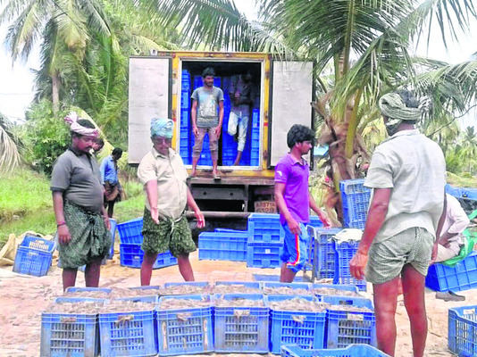 రొయ్య ధరలు పతనం1