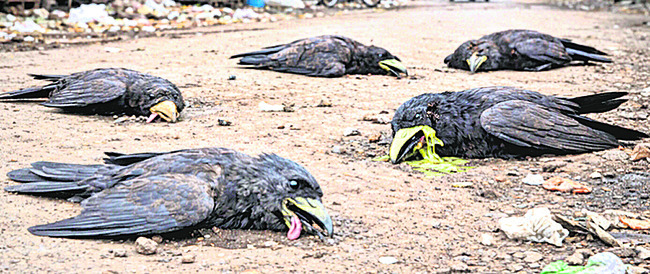 మైక్రో ప్లాస్టిక్‌  అలర్ట్‌ తప్పనిసరి 1