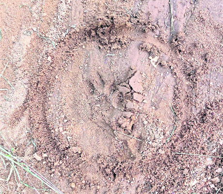 వామన్‌పల్లిలో చిరుత సంచారం..? 1