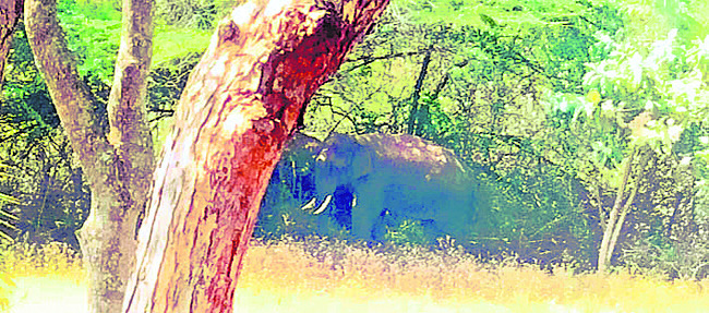 ఏనుగుల హల్‌చల్‌ 1