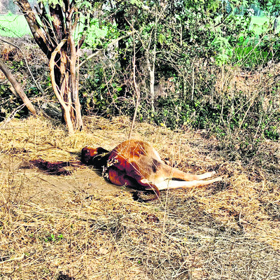 పులి.. ఒకటా? రెండా?1