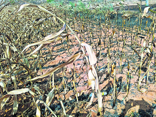 మొక్కజొన్న పంట దగ్ధం1