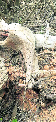 పెద్ద పులి సంచారంతో కలకలం 1