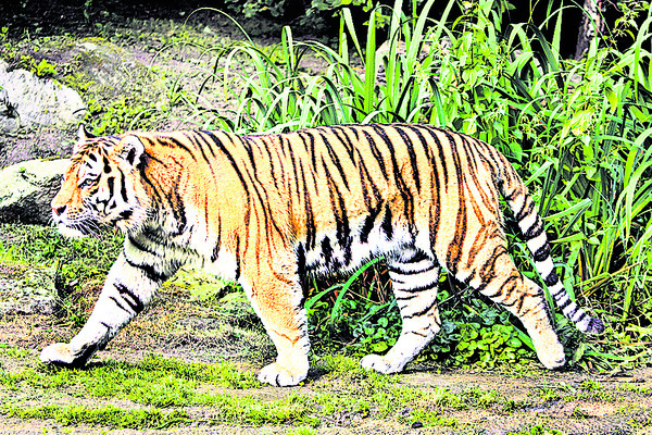 పులి.. ఒకటా? రెండా?1