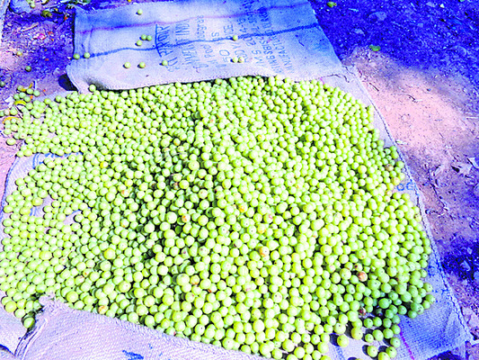 కొనుగోళ్లు గోరంత ! 1