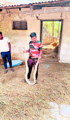 రైస్‌మిల్‌లో కొండ చిలువలు 2