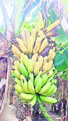 ఉద్యాన హామీలు ఉత్తుత్తివే! 2