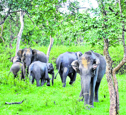 గజ దండయాత్రలు1