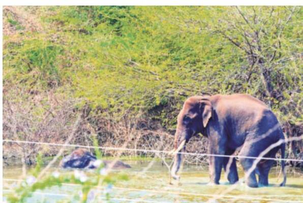 ఏనుగులొచ్చాయ్‌..చూసొద్దాం రండి 1