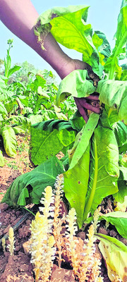 వర్జీనియా పంటపై తెగుళ్ల దాడి 1