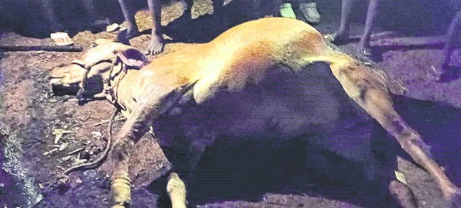 మానవత్వం నశించి  పశువుల పాకకు నిప్పు
1