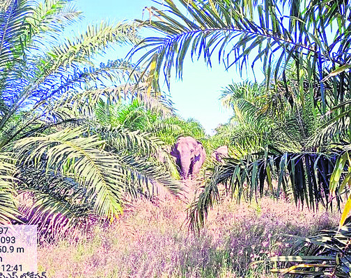 భయంకరి సంచారం1