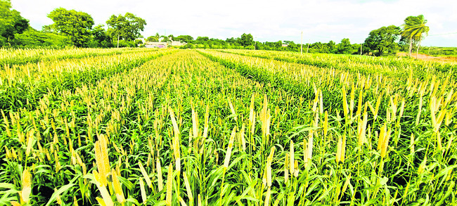 వ్యాపార కోణం.. రైతుకు సహకారం1