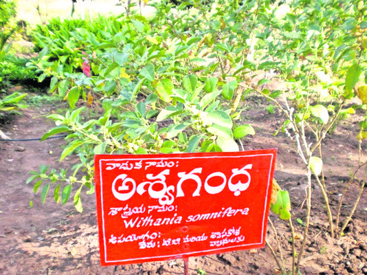  ప్రత్యేక ప్రాజెక్టుమంజూరుకు కృషి1