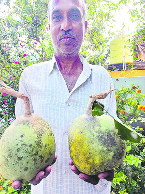  ట్యూనా.. చూడముచ్చటేనా!  
1