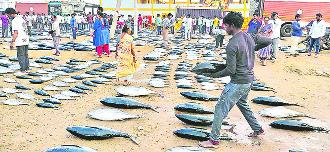  ట్యూనా.. చూడాముచ్చటేనా!  
1