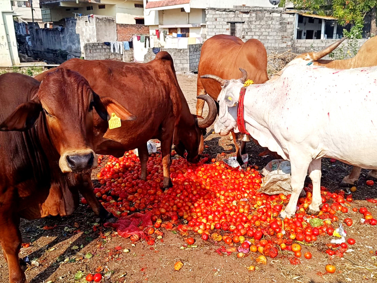 Best Photos of The Week in AP and Telangana Photo Gallery9