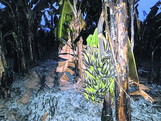 వైఎస్సార్‌సీపీ నాయకుడి అరటి తోటకు నిప్పు 1