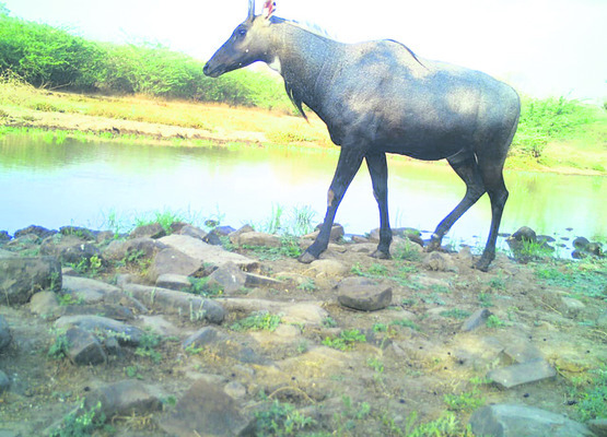 దప్పిక తీర్చిన సోలార్‌ బోర్లు2