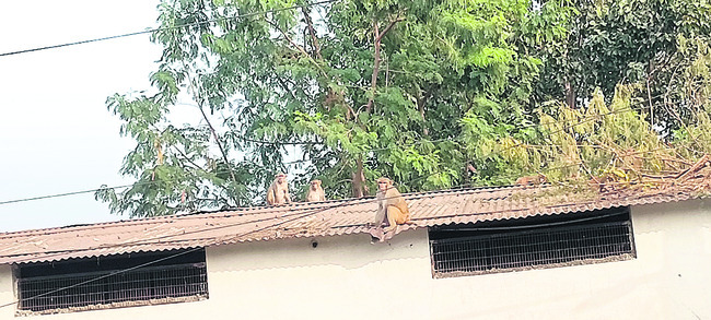 ఏడేళ్లలో జిల్లా వ్యాప్తంగా కుక్కకాటుకు గురైన వారి వివరా2