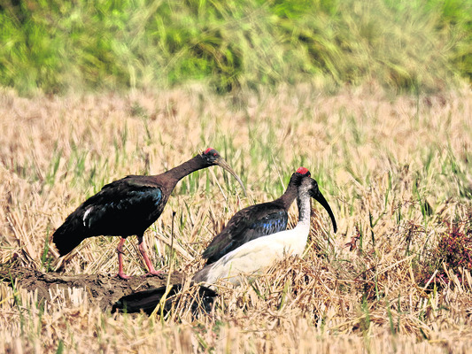 పాకాలలో వలస పక్షులు
1
