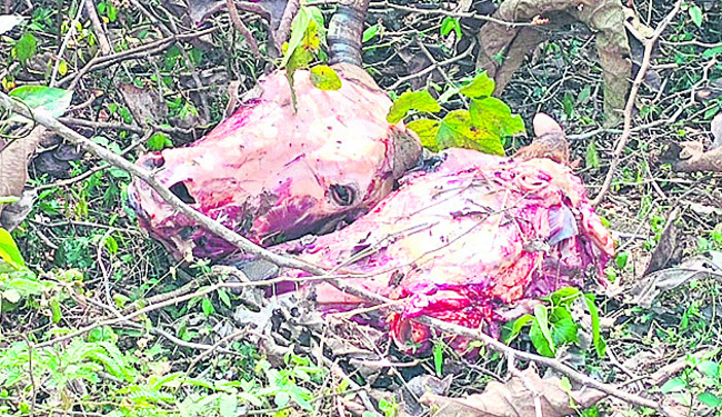 గోపాలపల్లిలో ఏమిటీ దారుణం! 1