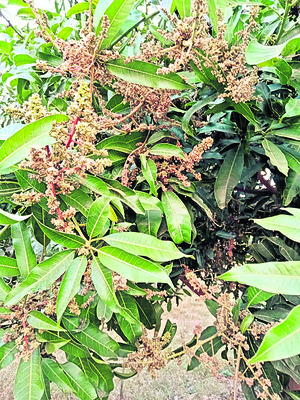 మామిడి సంరక్షణకు సస్యరక్షణే మేలు 1