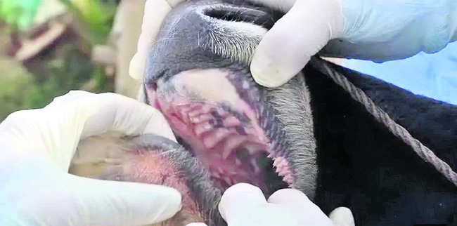 పశువుల్లో గాలికుంటుతో అప్రమత్తం 1