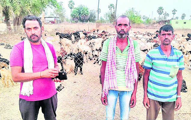 గొర్రెలకు సీసీ కెమెరా కాపలా1