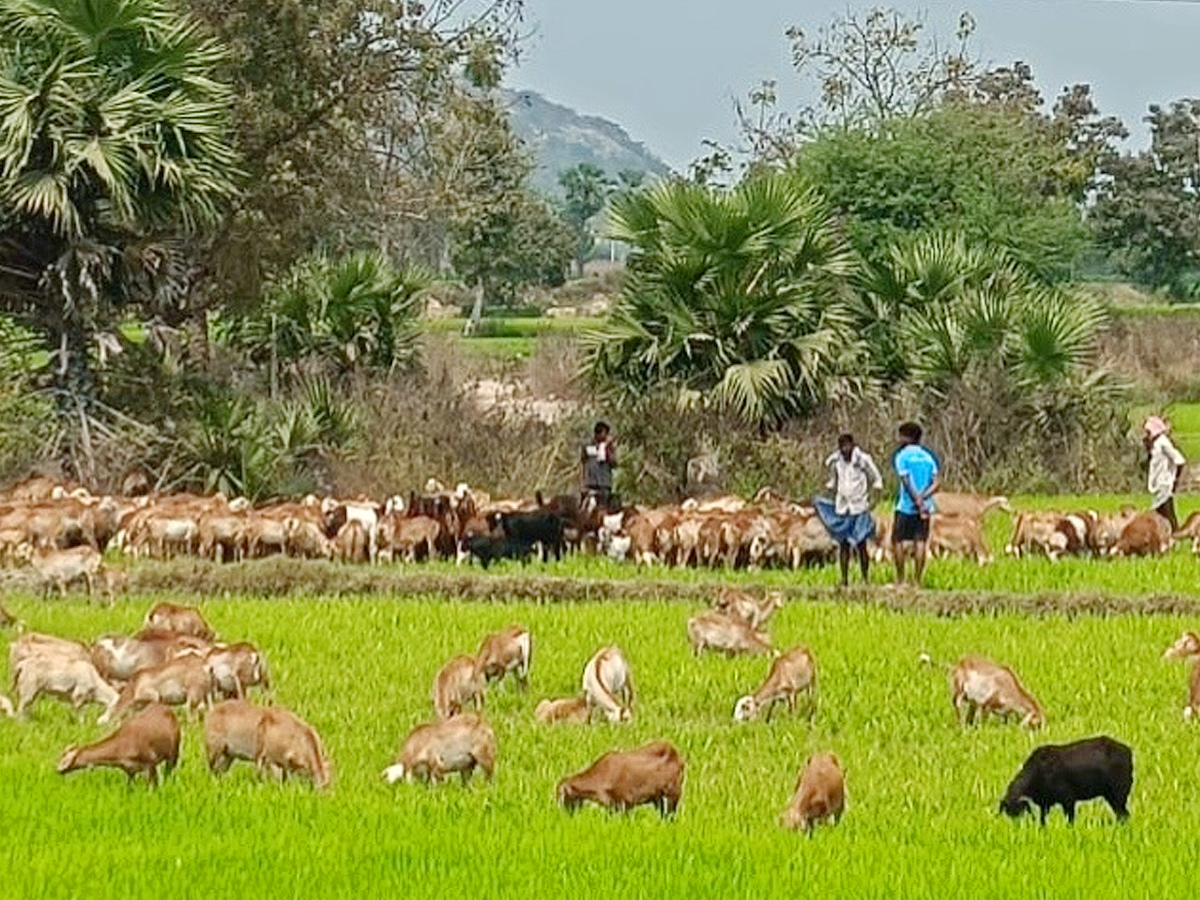 Best Photos of The Week in AP and Telangana Photo Gallery21