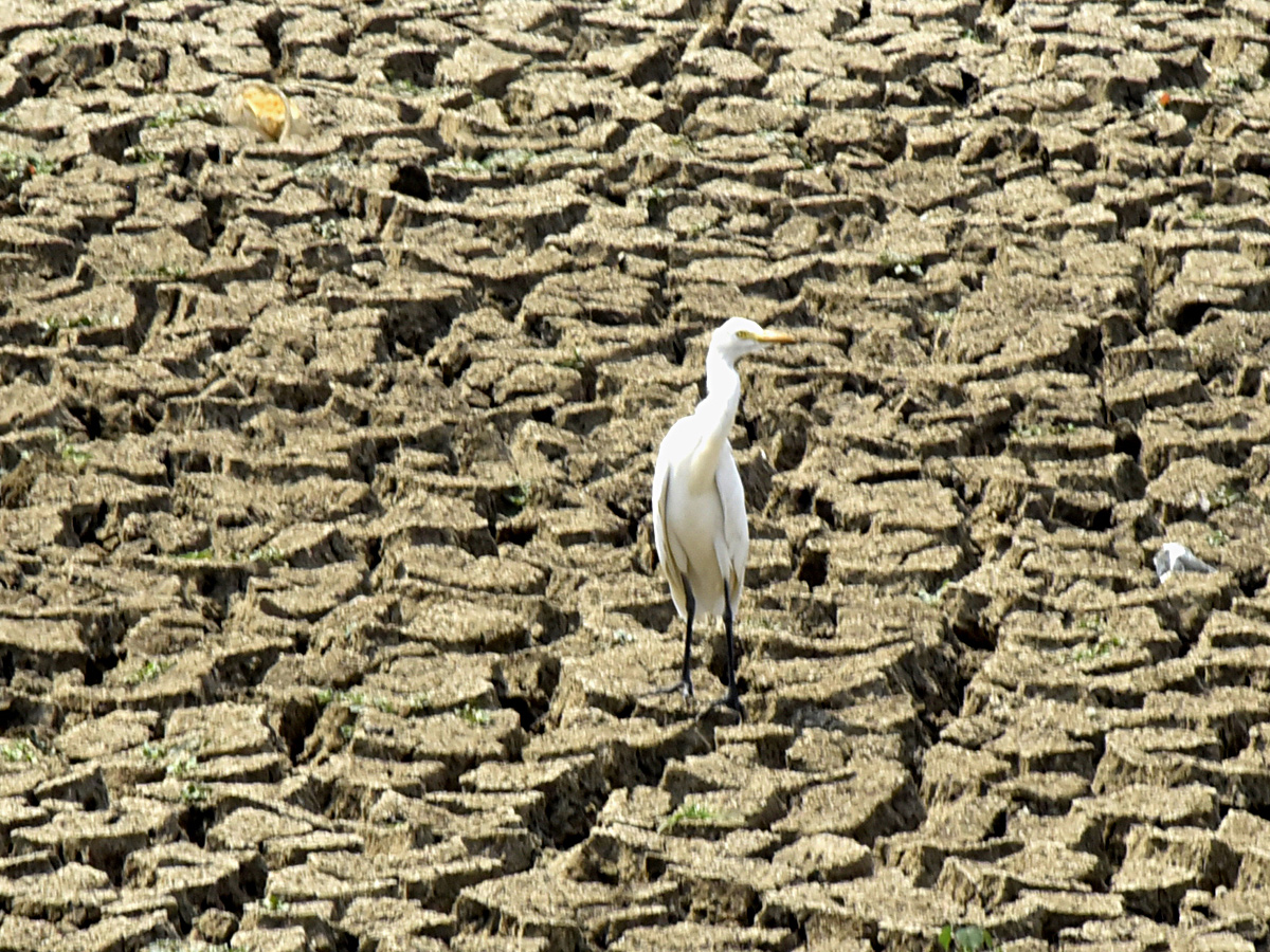 Best Photos of The Week in AP and Telangana Photo Gallery29