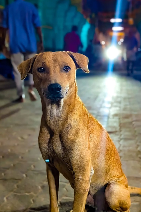 Actress Komalee Prasad Enjoys Devotional Trip Photos11