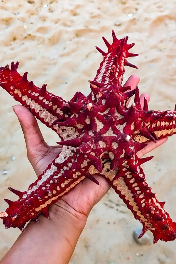 Actress Komalee Prasad Enjoys Devotional Trip Photos19