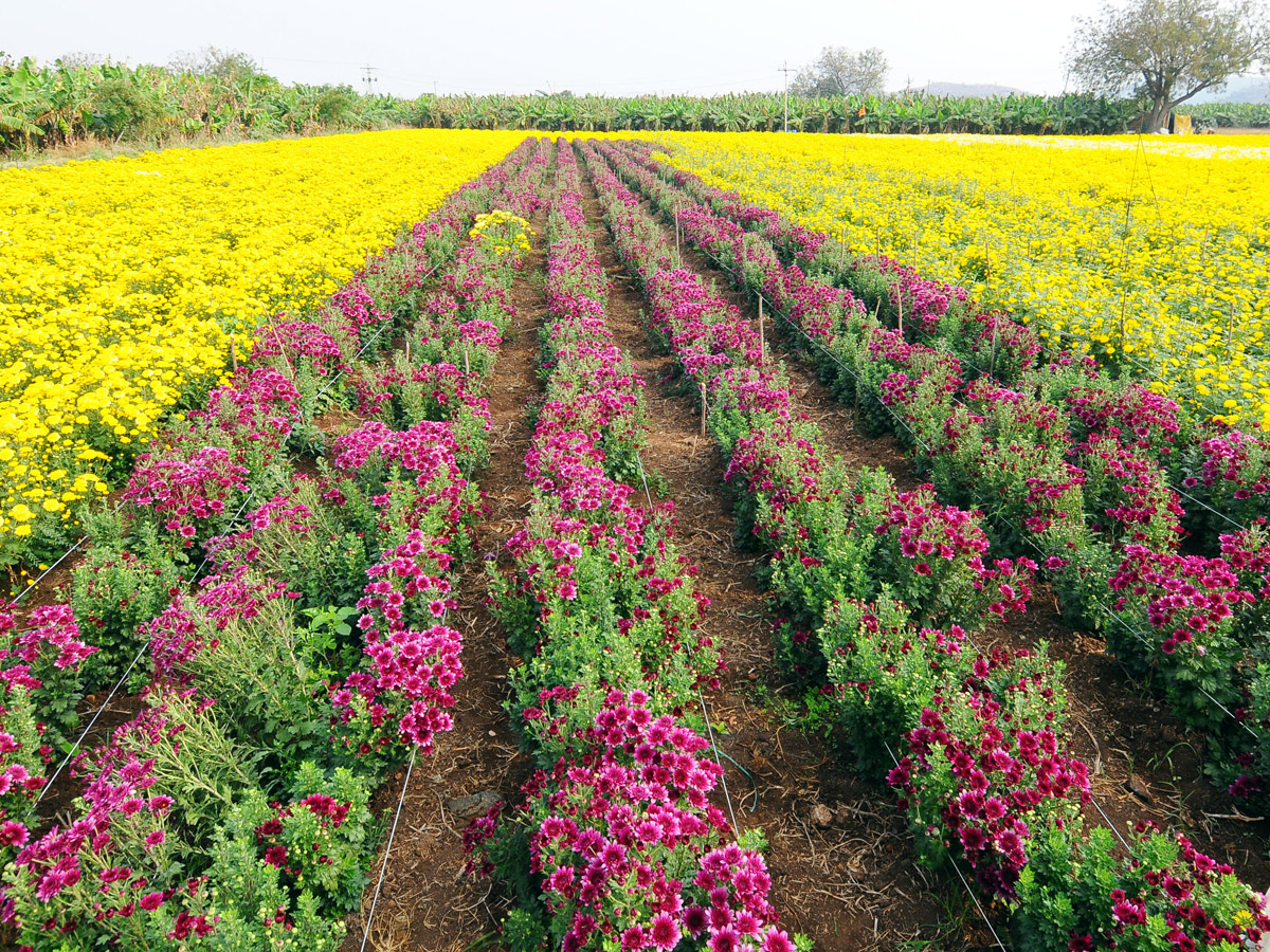 Best Photos of The Week in AP and Telangana Photo Gallery3