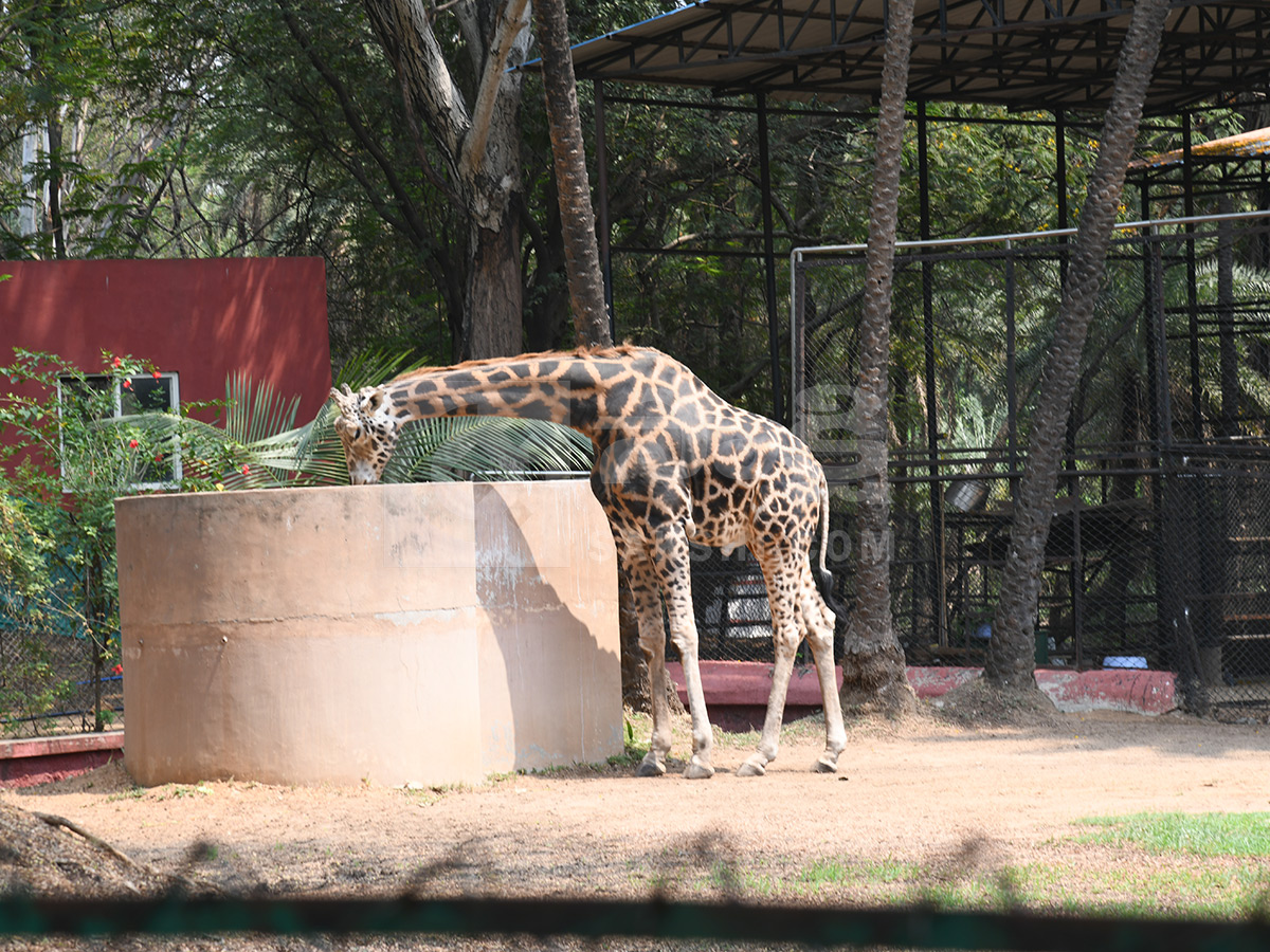 Summer Season Nehru Zoological Park Hyderabad11