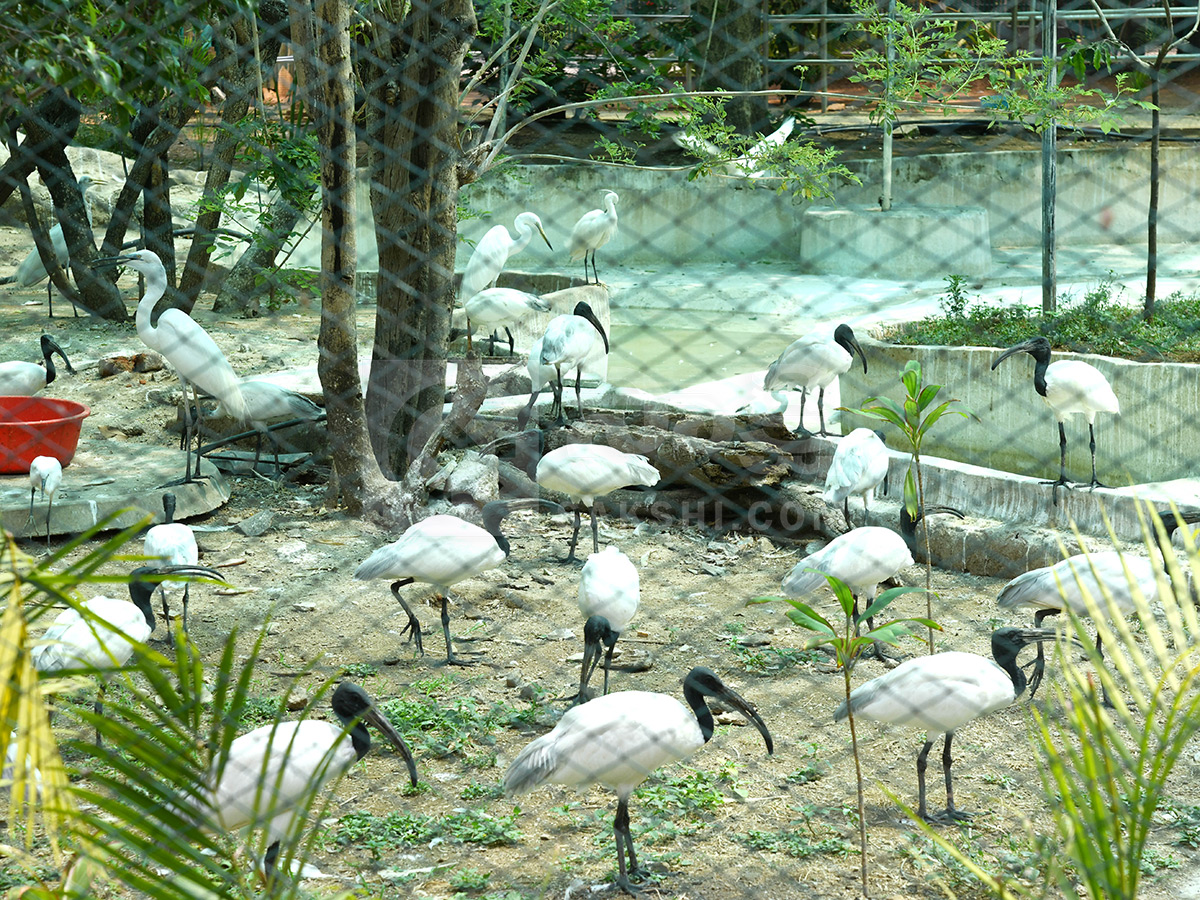 Summer Season Nehru Zoological Park Hyderabad14
