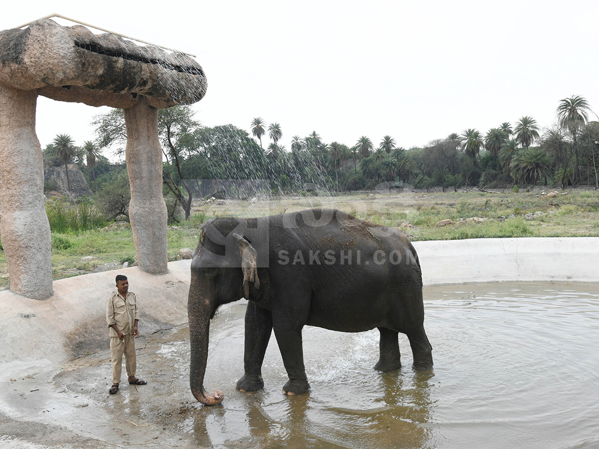 Summer Season Nehru Zoological Park Hyderabad15